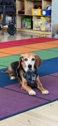 Reunited Male Dog last seen Near Mimosa Ave, Clinton, MD 20735, USA, Clinton, MD 20735