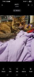 Lost Female Cat last seen Whispering Woods on Sargent Road, Rochester, WA 98579