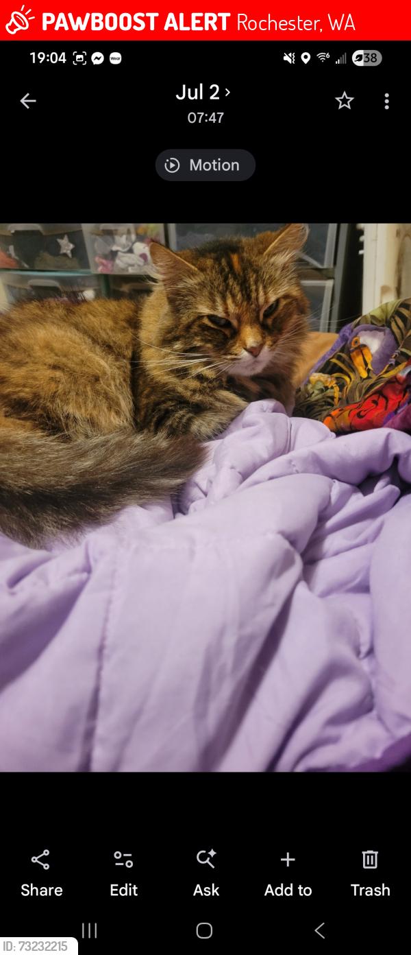 Lost Female Cat last seen Whispering Woods on Sargent Road, Rochester, WA 98579