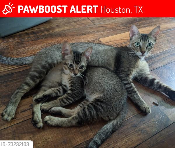 Lost Male Cat last seen Balkin & Milart, Houston, TX 77021