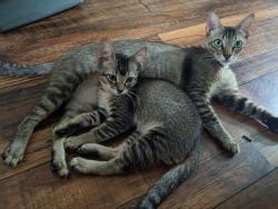 Lost Male Cat last seen Balkin & Milart, Houston, TX 77021