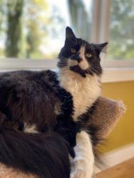 Lost Female Cat last seen Sunset Ave and Riverside Ave, West Linn, OR 97068, West Linn, OR 97068