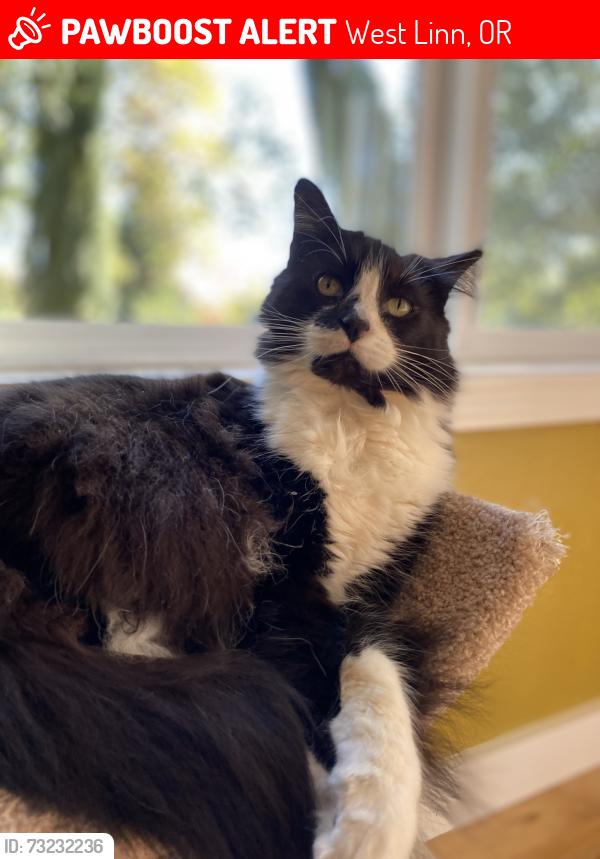 Lost Female Cat last seen Sunset Ave and Riverside Ave, West Linn, OR 97068, West Linn, OR 97068