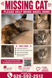 Lost Female Cat last seen Santa Gertrudes Ave, Whittier, CA 90603
