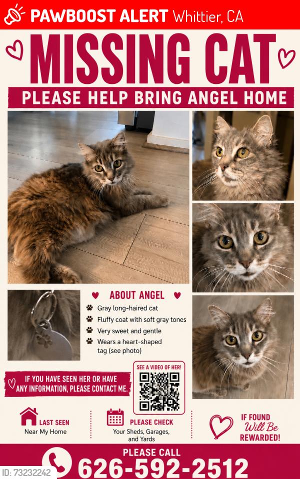 Lost Female Cat last seen Santa Gertrudes Ave, Whittier, CA 90603