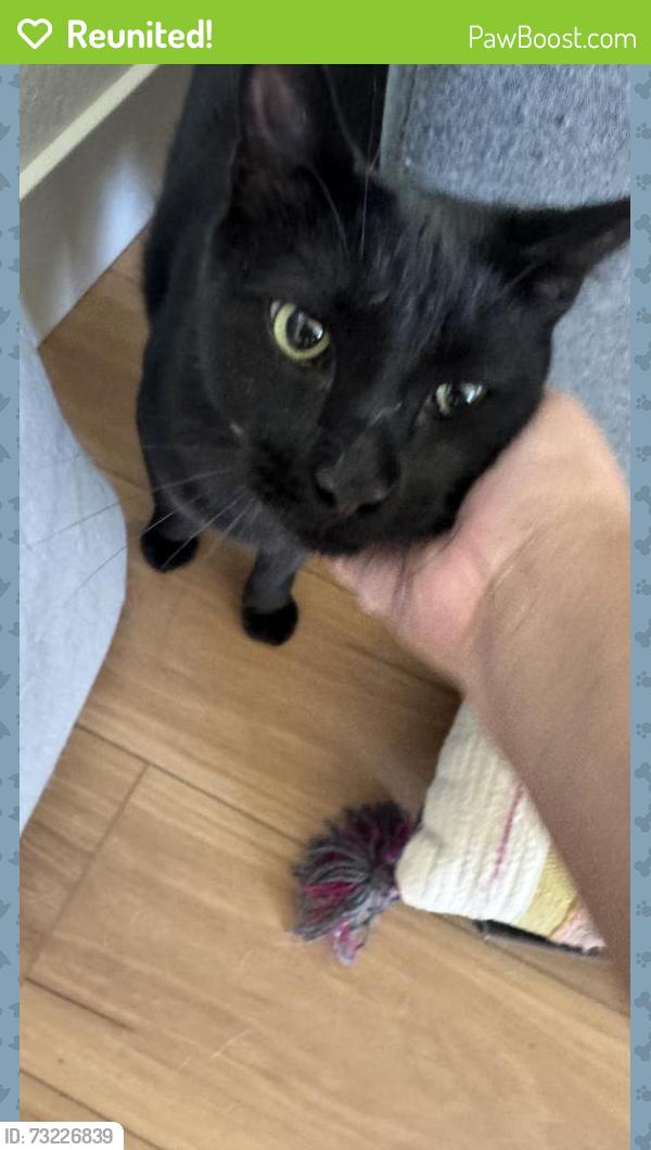 Reunited Male Cat last seen Cambridge Elementary, Vacaville, CA 95687