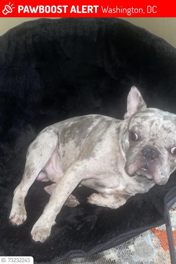 Lost Male Dog last seen Rose recreation center, Washington, DC 20002