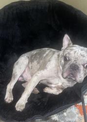 Lost Male Dog last seen Rose recreation center, Washington, DC 20002