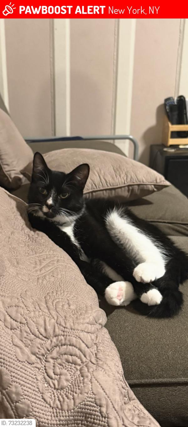 Lost Male Cat last seen St. Nicholas Park, New York, NY 10031