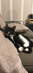 Lost Male Cat last seen St. Nicholas Park, New York, NY 10031