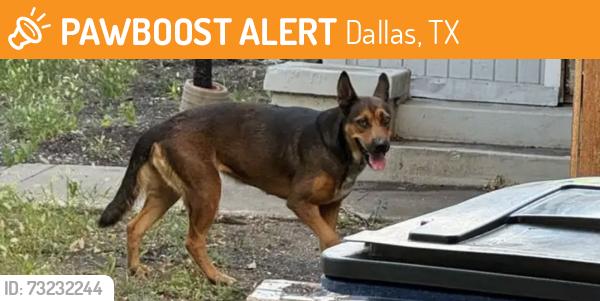 Found/Stray Unknown Dog last seen McMillan, Dallas, TX 75206