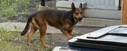 Found/Stray Unknown Dog last seen McMillan, Dallas, TX 75206