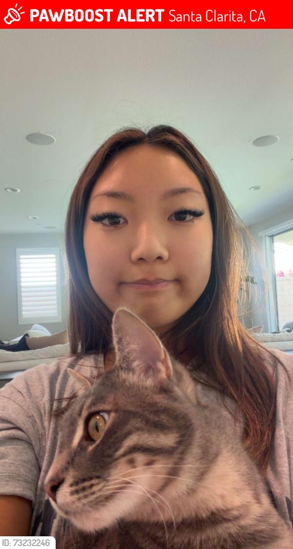 Lost Female Cat last seen Juniper Springs Dr, Santa Clarita, CA 91321