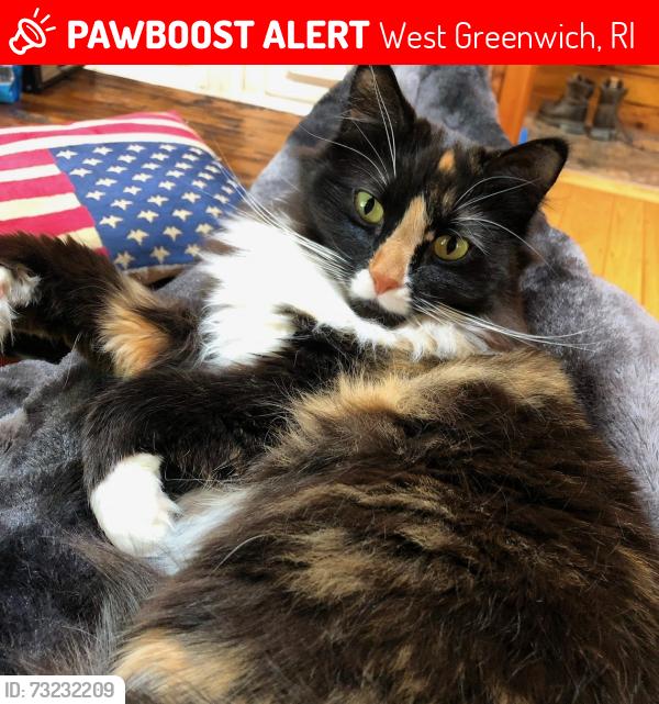 Lost Female Cat last seen Victory Hwy, West Greenwich, RI, West Greenwich, RI 02817