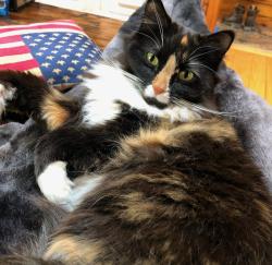 Lost Female Cat last seen Victory Hwy, West Greenwich, RI, West Greenwich, RI 02817
