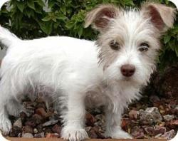 Reunited Male Dog last seen La Cienega and 18th, Los Angeles, CA 90035