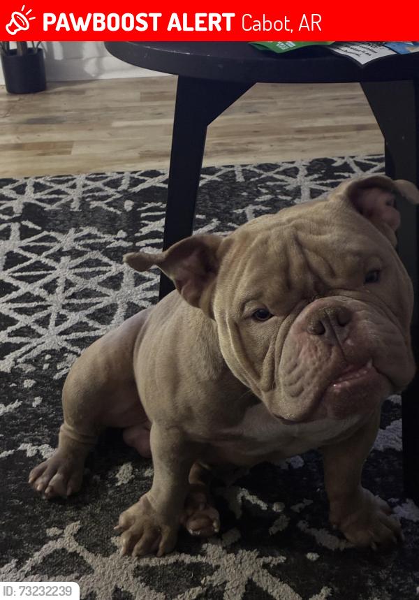 Lost Male Dog last seen Pine street animal clinic, Cabot, AR 72023