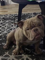 Lost Male Dog last seen Pine street animal clinic, Cabot, AR 72023