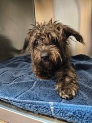 Found/Stray Female Dog last seen grand canyon and hualapai, Spring Valley, NV 89147