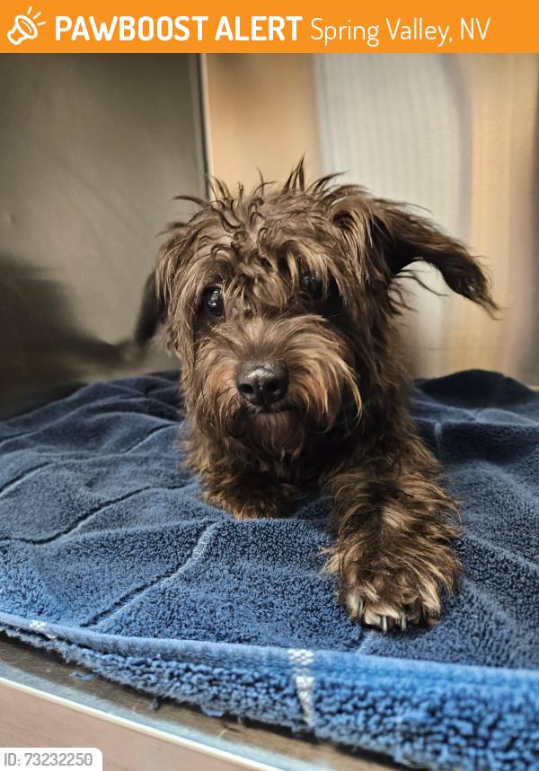 Found/Stray Female Dog last seen grand canyon and hualapai, Spring Valley, NV 89147