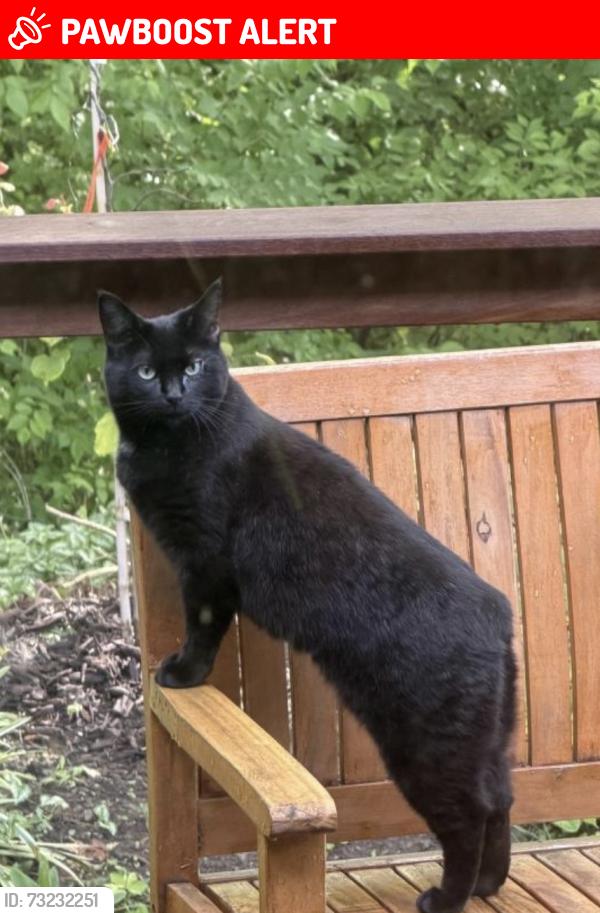 Lost Female Cat last seen Alex Bell and Mad River, Washington Township, OH 45459