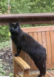 Lost Female Cat last seen Alex Bell and Mad River, Washington Township, OH 45459