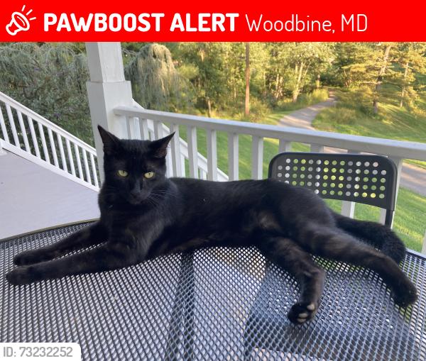 Lost Male Cat last seen Woods on Woodbine Rd., Woodbine, MD 21797