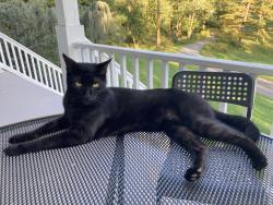 Lost Male Cat last seen Woods on Woodbine Rd., Woodbine, MD 21797