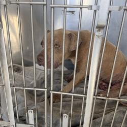 Shelter Stray Female Dog last seen , 12910 Yukon Ave, Hawthorne, CA 90250, USA