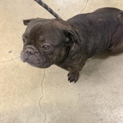 Shelter Stray Unknown Dog last seen , 12910 Yukon Ave, Hawthorne, CA 90250, USA
