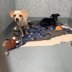 Shelter Stray Female Dog last seen , 12910 Yukon Ave, Hawthorne, CA 90250, USA