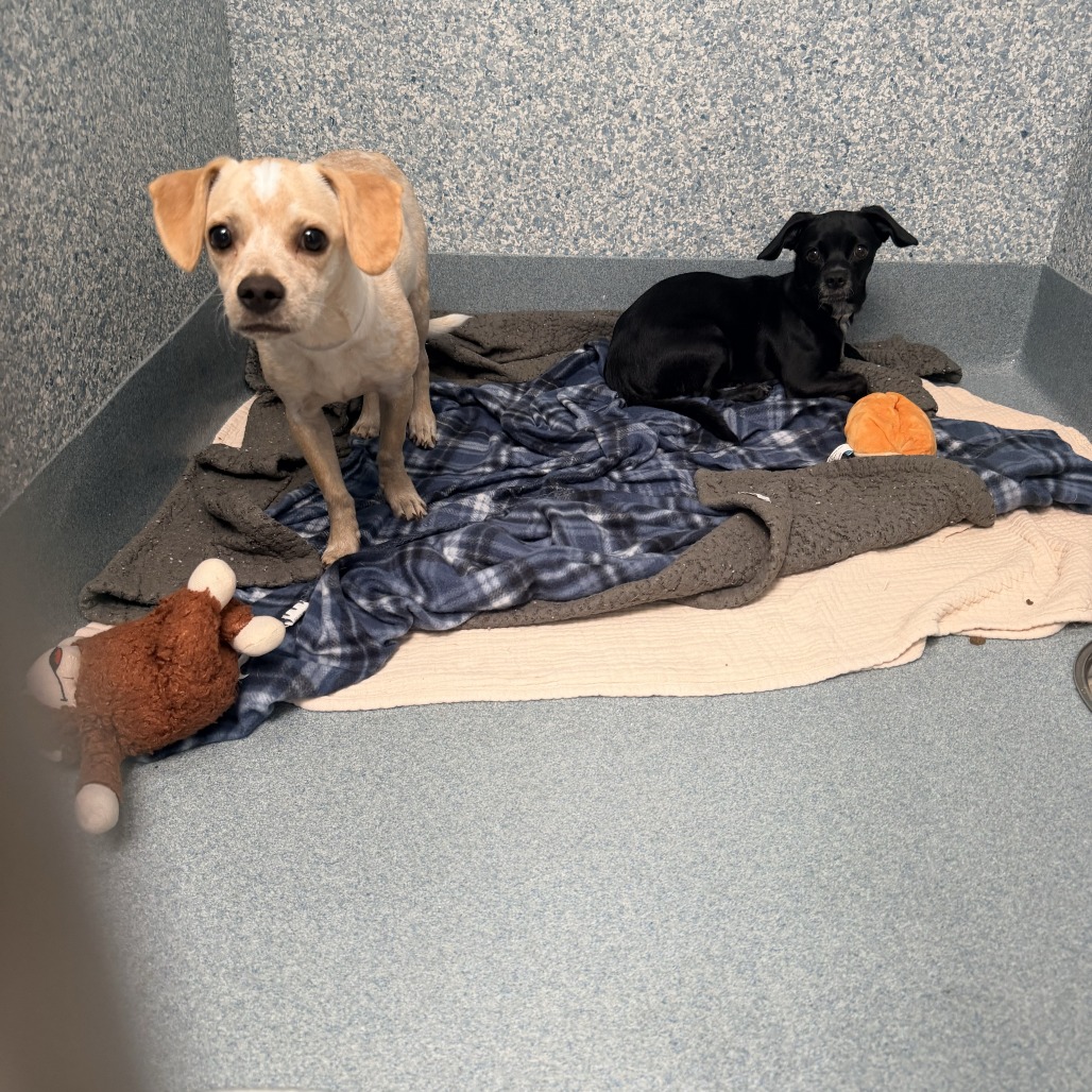 Shelter Stray Female Dog last seen , 12910 Yukon Ave, Hawthorne, CA 90250, USA