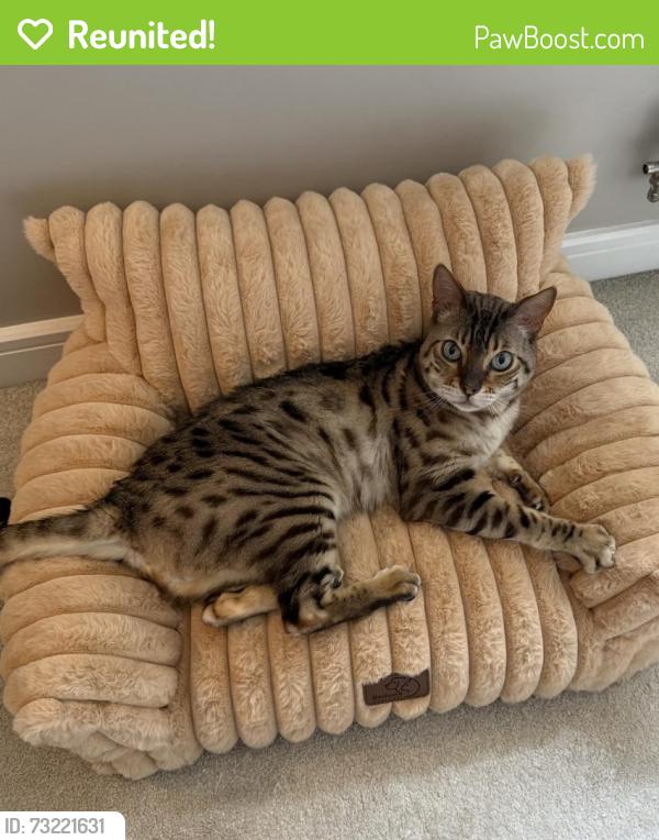 Reunited Male Cat last seen Witham, Essex, England CM8 2FX