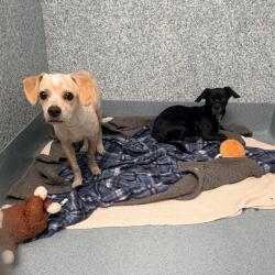 Shelter Stray Male Dog last seen , 12910 Yukon Ave, Hawthorne, CA 90250, USA