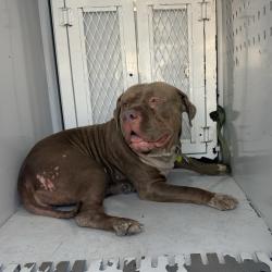 Shelter Stray Female Dog last seen , 12910 Yukon Ave, Hawthorne, CA 90250, USA