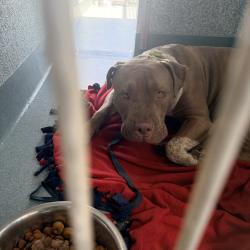 Shelter Stray Female Dog last seen , 12910 Yukon Ave, Hawthorne, CA 90250, USA