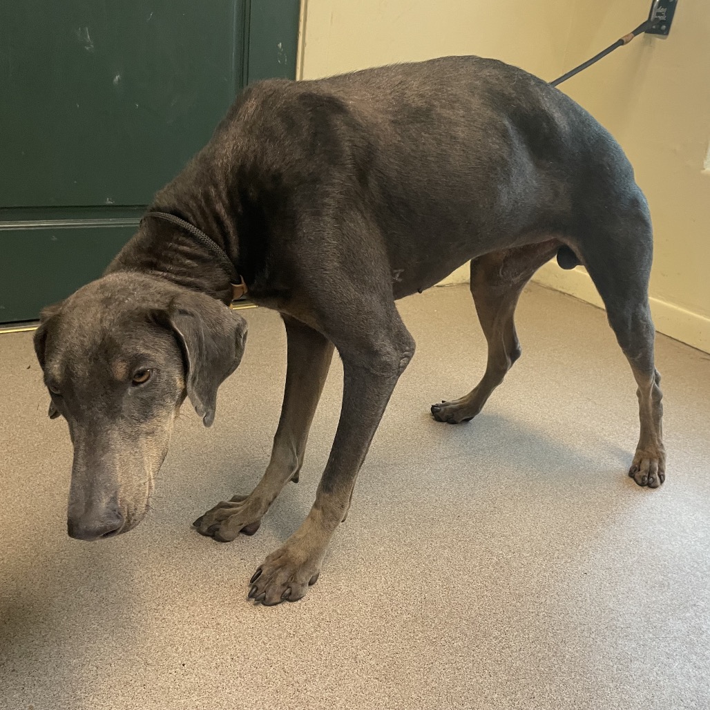 Shelter Stray Male Dog last seen , 361 S Raymond Ave, Pasadena, CA 91105, USA