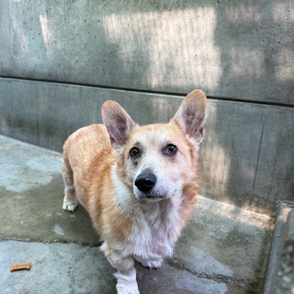 Shelter Stray Male Dog last seen , 361 S Raymond Ave, Pasadena, CA 91105, USA