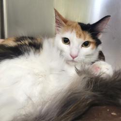 Shelter Stray Female Cat last seen , 6621 Westminster Ave, Garden Grove, CA 92844, USA