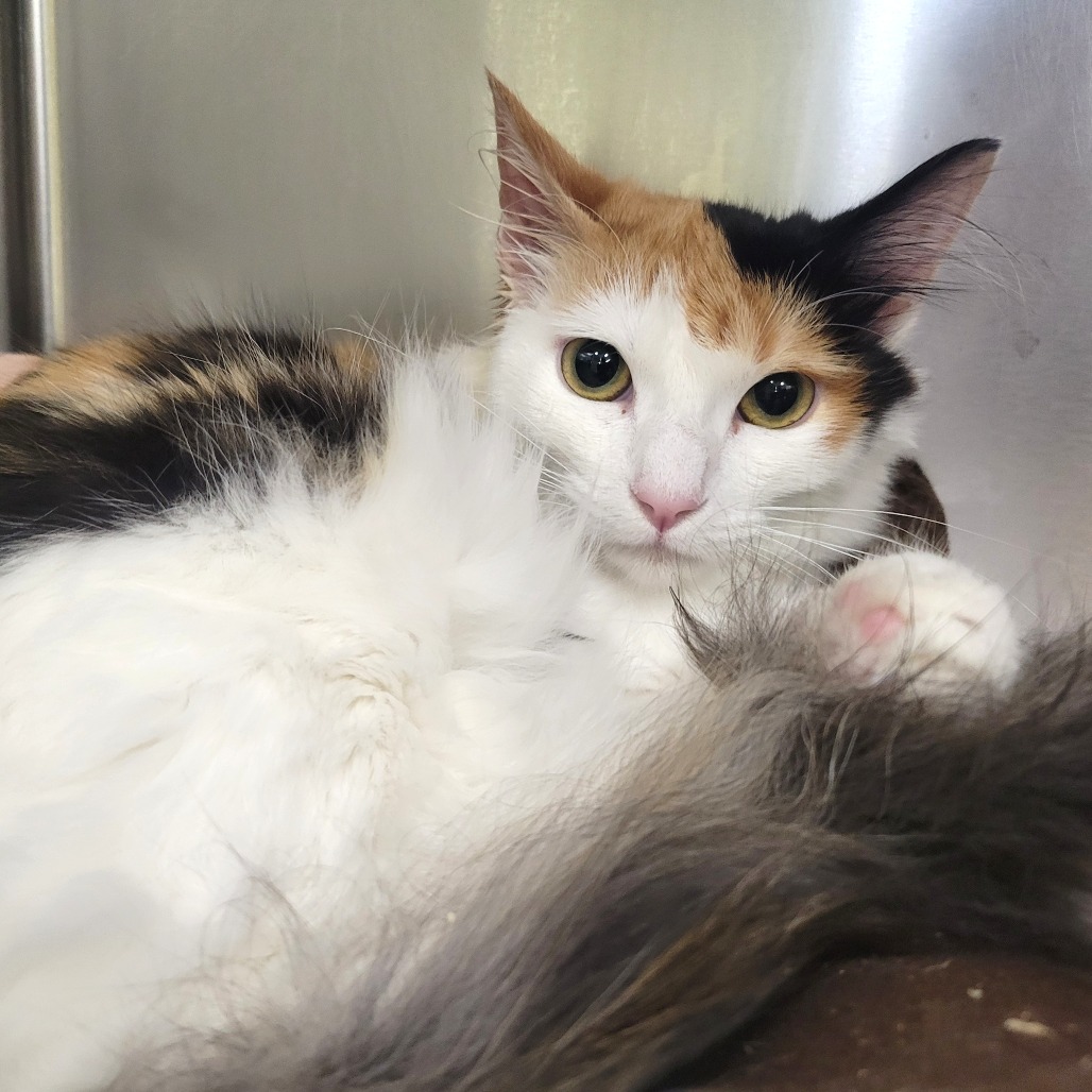 Shelter Stray Female Cat last seen , 6621 Westminster Ave, Garden Grove, CA 92844, USA