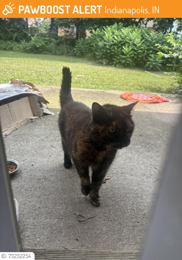 Found/Stray Female Cat last seen W 59th Street and Georgetown Rd, Indianapolis, IN 46254