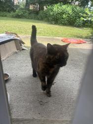 Found/Stray Female Cat last seen W 59th Street and Georgetown Rd, Indianapolis, IN 46254