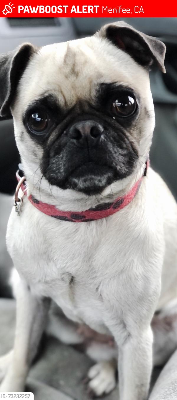 Lost Female Dog last seen Geary Street and Craig avenue Menifee. and the neighborhood across from the nursery, Menifee, CA 92584