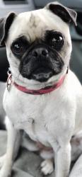 Lost Female Dog last seen Geary Street and Craig avenue Menifee. and the neighborhood across from the nursery, Menifee, CA 92584