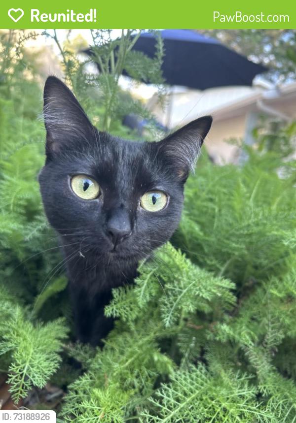 Reunited Female Cat last seen Chipley ave., Pensacola, FL 32503