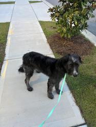 Lost Female Dog last seen 1-20, Spears Creek Church Rd, Percival Rd, Astoria Dr, Columbia, SC 29229