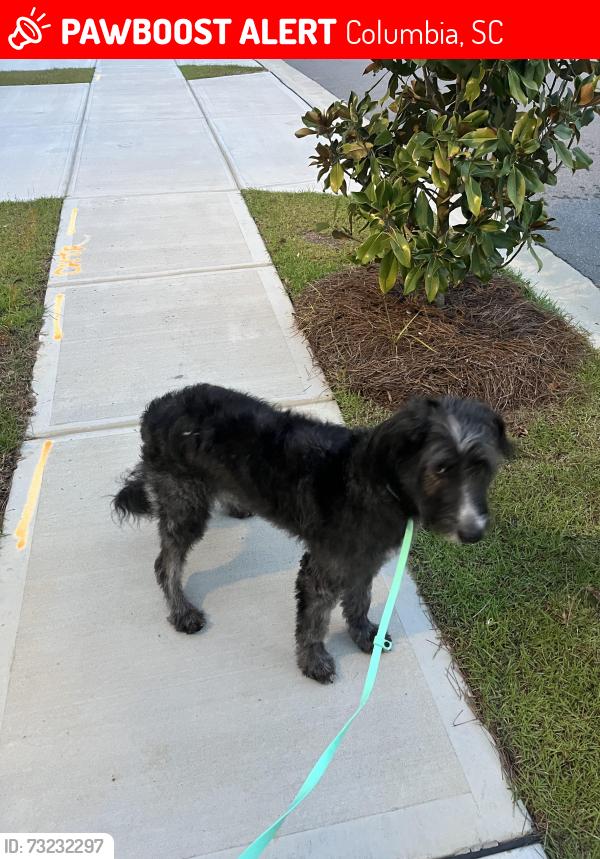 Lost Female Dog last seen 1-20, Spears Creek Church Rd, Percival Rd, Astoria Dr, Columbia, SC 29229