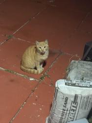 Lost Unknown Cat last seen Buchanan st, Pierce st & NW 74th Ave, Hollywood, FL 33024