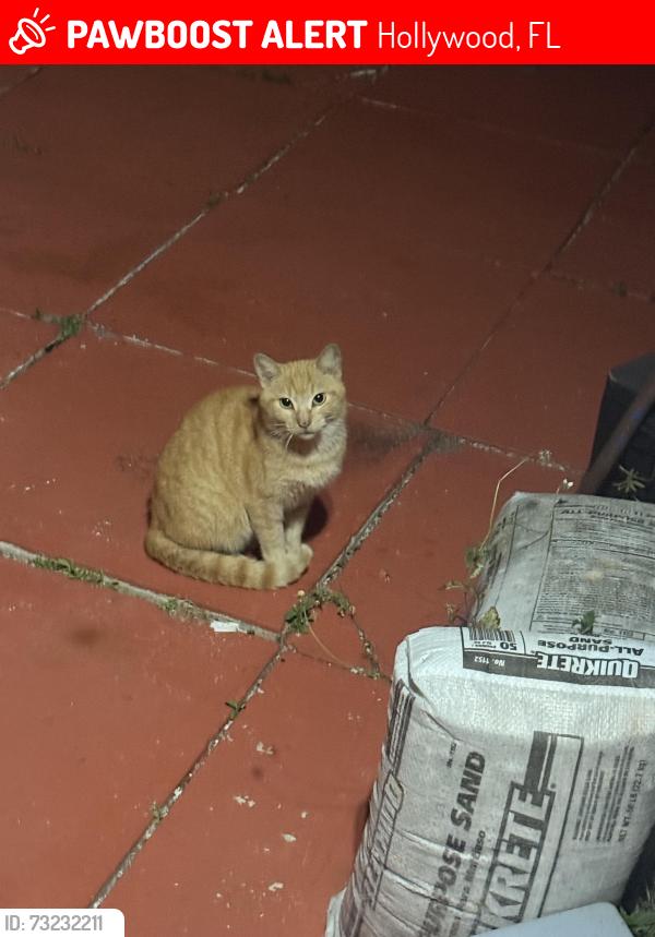 Lost Unknown Cat last seen Buchanan st, Pierce st & NW 74th Ave, Hollywood, FL 33024