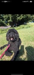 Reunited Female Dog last seen Near SE Marie St, Portland, OR, Portland, OR 97236